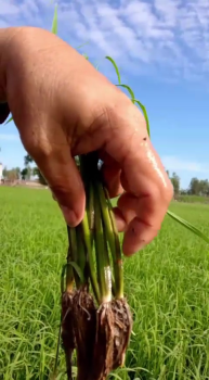 Lúa Nếp IR4625 bón phân Công nghệ Sinh Học hiệu Con Lười tại huyện Tháp Mười, tỉnh Đồng Tháp