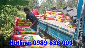 Phân bón hiệu Con Lười cho chị Dúng ở huyện Tam Nông, tỉnh Đồng Tháp sử dụng cho 50 công tầm lớn trong vụ Đông Xuân năm 2021. 