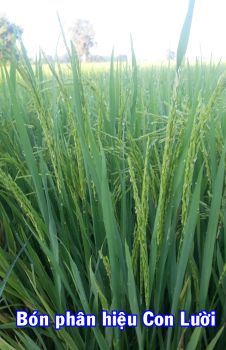 Thực tế Lúa bón phân Công nghệ Sinh học hiệu Con Lười của anh Trinh ở xã Vĩnh Lợi, huyện Tân Hưng, tỉnh Long An trong vụ Hè Thu ghi hình tại đồng ruộng ngày 04/7/2021