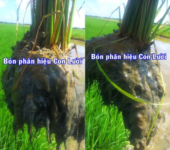 Đánh giá thực tế ruộng lúa bón phân CNSH hiệu Con Lười của gia đình anh Hận ở tỉnh Bạc Liêu ngày 05/7/2021