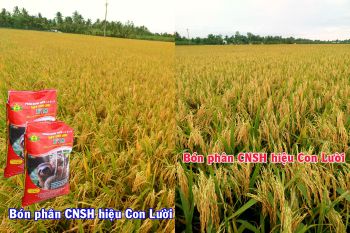 Thực tế Lúa bón phân CNSH hiệu Con Lười ở xã Trung Hiếu, huyện Vũng Liêm, tỉnh Vĩnh Long ghi hình tại đồng ruộng ngày 07/7/2021