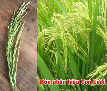 Thực tế Lúa CTR1 bón phân hiệu Con Lười tại Xã Vĩnh Thuận, Huyện Vĩnh Hưng, Tỉnh Long An.