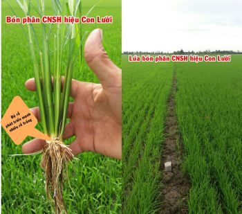 Lúa bón phân CNSH hiệu Con Lười được 30 ngày tuổi của anh Hồ Quang Triệu ở thị trấn Mỹ An, huyện Tháp Mười, tỉnh Đồng Tháp ghi hình ngày 15/07/202