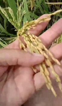 Lúa CTR1 của anh Linh ở tỉnh Trà Vinh bón phân CNSH hiệu Con Lười được ghi hình ngày 15/07/2021