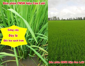 Cùng anh Hồ Quang Triệu ở thị trấn Mỹ An, huyện Tháp Mười, tỉnh Đồng Tháp đánh giá, so sánh thực tế Lúa bón phân CNSH hiệu Con Lười với lúa đối chứng tại đồng ruộng ngày 15/07/2021