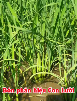 Lúa bón phân CNSH hiệu Con Lười của nhà anh Tài ở xã Mỹ An, huyện Tháp Mười, tỉnh Đồng Tháp