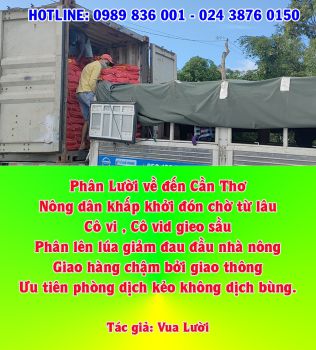 Phân bón CNSH hiệu Con Lười hân hạnh phục vụ bà con trồng Lúa tại Cần Thơ ngày 17/07/2021