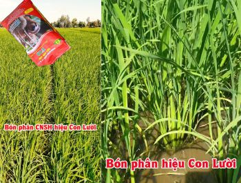 Lúa OM18 bón phân CNSH hiệu Con Lười của nhà anh Tài ở xã Mỹ An, huyện Tháp Mười, tỉnh Đồng Tháp