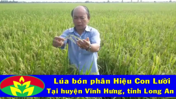 Lúa bón phân CNSH hiệu Con Lười tại xã Vĩnh Thuận, huyện Vĩnh Hưng, tỉnh Long An