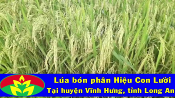 Thực tế cánh đồng lúa 35 ha bón phân Công Nghệ Sinh học hiệu Con Lười được 80 ngày tuổi của nhà anh Lâm ở xã Vĩnh Thuận, huyện Vĩnh Hưng, tỉnh Long An