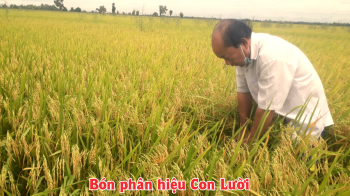 Thực tế Lúa bón phân hiệu Con Lười của nhà anh Trinh ở xã Vĩnh Lợi, huyện Tân Hưng, tỉnh Long An còn 4 ngày nữa là cho thu hoạch