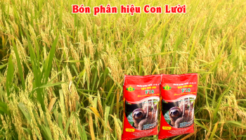Thực tế so sánh Lúa bón phân hiệu Con Lười với lúa đối chứng tại đồng ruộng nhà anh Trinh ở xã Vĩnh Lợi, huyện Tân Hưng, tỉnh Long An