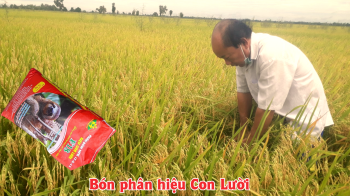 Thực tế Lúa bón phân hiệu Con Lười của nhà anh Trinh ở xã Vĩnh Lợi, huyện Tân Hưng, tỉnh Long An ghi hình ngày 21/07/2021