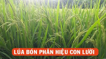 Phân bón hiệu Con Lười F22| Phân bón tốt nhất cho cây Lúa tại huyện Vĩnh Hưng, tỉnh Long An