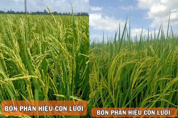 Hình ảnh thực tế bón phân Công Nghệ Sinh Học hiệu Con Lười giai đoạn lúa trỗ bông đều của anh Hải xã Sơn Kiên, huyện Hòn Đất, tỉnh Kiên Giang