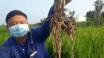 So sánh Lúa bón phân CNSH Hiệu Con Lười và Lúa đối chứng tại mô hình ở huyện Long Hồ, tỉnh Vĩnh Long