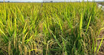 10ha Lúa OM5451 bón phân hiệu Con Lười F22 của nhà anh Út Việt ở Vĩnh Hưng, tỉnh Long An