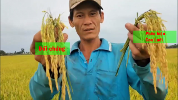 mời bà con cùng đánh giá lúa bón phân hiệu Con Lười F22 của nhà anh Đới tại xã Vĩnh Thuận - huyện Vĩnh Hưng - tỉnh Long An 