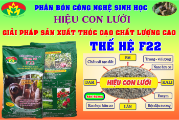 Rice field using the Con Luoi fertilizer type F22 of Mr. Nam Dang in Long Thanh commune, Thu Thua district, Long An province