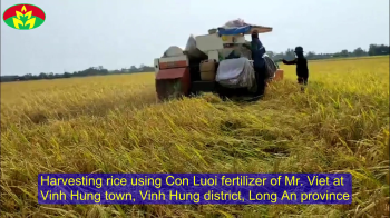 Thu hoạch Lúa bón phân Con Lười F22 của anh Việt ở huyện Vĩnh Hưng, tỉnh Long An vụ Xuân năm 2022