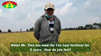 Compares the ability to resist falling between the field use Con Luoi fertilizer type F22 and the control field of Mr Tien at Vinh Loi commune, Tan Hung district, Long An province
