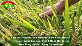 This the Fragrant rice varieties 8 field of Mr. Tat at Vinh Hung district, Long An province used the Biotech fertilizer brand Con Luoi type F22 is 450 kg/1 hectare