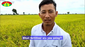 Mr. Dinh at Tuyen Binh Tay commune, Vinh Hung district, Long An province believe in using Con Luoi fertilizer for 5 hectares of rice