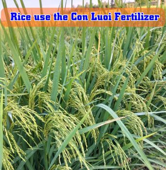 Lúa sử dụng phân bón hiệu Con Lười của anh Trinh tại xã Vĩnh Lợi, huyện tân Hưng, tỉnh Long An