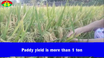 The rice field uses the biotech fertilizer brand Con Luoi in Vung Liem district, Vinh Long province