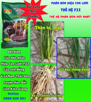 Lúa bón Phân Công Nghệ Sinh Học hiệu Con Lười F22 tại ruộng nhà anh Đồng ở xã Nam Thái Sơn, huyện Hòn Đất, tỉnh Kiên Giang