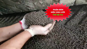 Phân bón hiệu Con Lười F22 vẫn liên tục phục vụ bà con trồng lúa tại Miền Tây Nam Bộ trong vụ Hè Thu năm 2022.