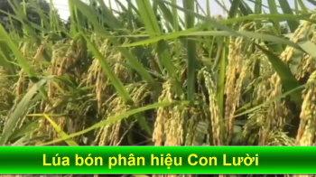 Thành quả cây Lúa bón phân hiệu Con Lười F22 - phân bón tốt nhất cho cây lúa