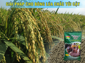 Giải pháp giúp bông lúa chắc mẩy tới cậy - Bón phân hiệu Con Lười