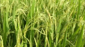 Thực tế Lúa Đài Thơm Tám bón phân hiệu Con Lười tại huyện Mang Thít, tỉnh Vĩnh Long