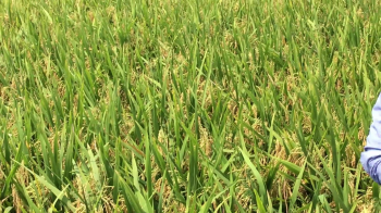 600ha lúa OM5451 bón phân hiệu Con Lười tại huyện Hòn Đất, tỉnh Kiên Giang sắp cho thu hoạch