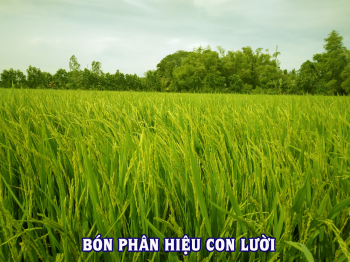 Lúa bón phân hiệu Con Lười F22 của nhà anh Lựu ở cánh đồng liên kết tại xã Thạnh Phú, huyện Cờ Đỏ, thành phố Cần Thơ đã trỗ bông đều