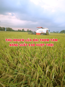 Ngày 09/02/2023, đang thu hoạch lúa Đài Thơm Tám bón phân hiệu Con Lười F22 tại cánh đồng liên kết ở xã Thạnh Phú, huyện Cờ Đỏ, thành phố Cần Thơ đạt năng suất 1,1 tấn/công