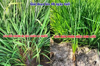 Phân bón tốt nhất cho cây lúa - Phân bón hiệu Con Lười - giúp cây lúa tăng sức đề kháng, cây cứng, lá dày, giảm sâu bệnh hại