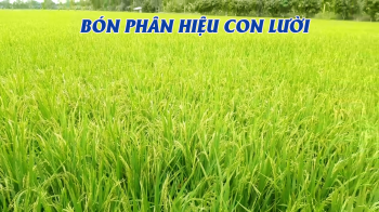 Phân bón tốt nhất tại tỉnh Hậu Giang| Thành quả lúa bón loại phân tốt nhất nhãn hiệu Con Lười tại Phụng Hiệp, tỉnh Hậu Giang