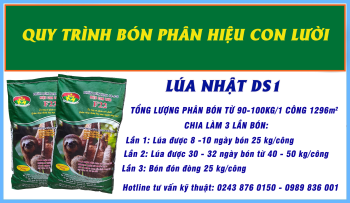 Quy trình bón phân hiệu Con Lười cho giống Lúa DS1 sản xuất theo hướng tạo ra lúa gạo chất lượng cao.