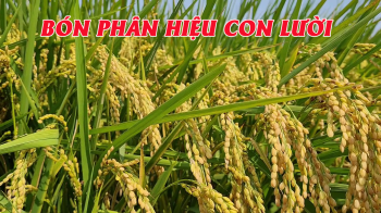Phân bón tốt nhất - Phân bón hiệu Con Lười bón cho Lúa Nhật tại huyện Hòn Đất, tỉnh Kiên Giang