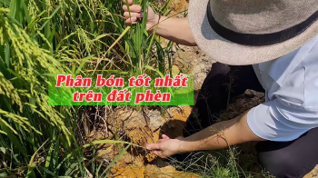 Cùng Vua Lười đánh giá thực tế kết quả ứng dụng phân bón hiệu Con Lười F22 cho giống lúa OM5451 trên chân đất phèn tại huyện Hòn Đất, tỉnh Kiên Giang trong vụ Xuân năm 2023