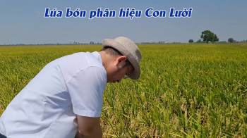 Phân bón tốt nhất - Phân bón hiệu Con Lười F22