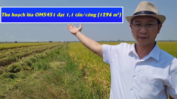 Phân bón tốt nhất cho Lúa OM5451 đạt năng suất 1,1 tấn/công - Phân bón hiệu Con Lười tại xã Bình Giang, huyện Hòn Đất, tỉnh Kiên Giang