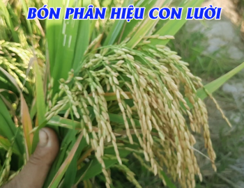 Phân bón tốt nhất _ lúa oằn bông _ Hạt vàng sáng chắc_ vụ mùa bội thu_ Phân bón hiệu Con Lười