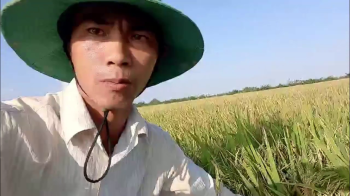 Thành quả lúa Đài Thơm Tám bón phân Con Lười F22 còn 15 ngày nữa là thu hoạch của anh Hận tại xã Long Thạnh, huyện Vĩnh Lợi, tỉnh Bạc Liêu