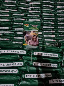 Phân bón tốt nhất - Lúa Nhật bón phân hiệu Con Lười cho bông lúa chín vàng óng mà lá còn xanh tươi, hạt thóc chắc tới cậy,một vụ mùa bội thu.