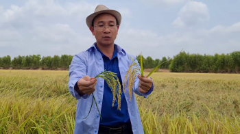 Mời bà con cùng Vua Lười thăm quan đánh giá kết quả 3 ha lúa Nếp IR4625 trồng trên đất phèn bón phân hiệu Con Lười F22 so với lúa đối chứng tại mô hình nhà anh Mong ở xã Mỹ Thạnh Tây, huyện Đức Huệ, tỉnh Long An.