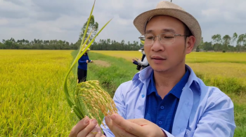 Cùng Vua Lười đánh giá kết quả những cánh đồng lúa bón phân hiệu Con Lười F22 trong vụ Xuân 2023