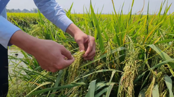 Lúa OM18 bón phân hiệu Con Lười tại xã Vĩnh Lợi, huyện Tân Hưng, tỉnh Long An trong vụ Xuân năm 2023